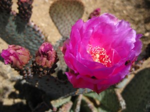 Beaver Tail Prickly Pear Cactus by Matt Griffiths