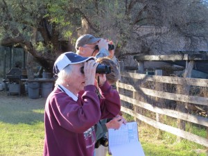 Volunteers at Spirit Tree Inn watching Azure Bluebirds by Richard Thompson