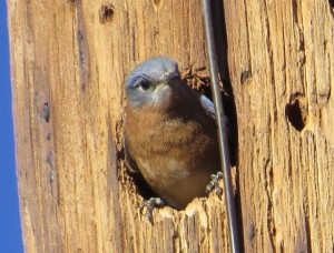 Azure Bluebird in nest hole by Richard Thompson