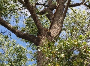 Snoozing Racoon in cottonwood tree