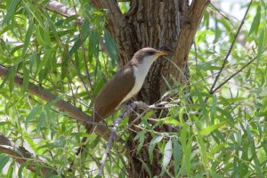 western Yellow-billed Cuckoo by HarmonyPlanetEarth