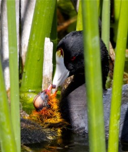 American Coot by Teddy Llovet