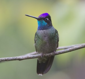 Magnificent hummingbird by Patty McGann