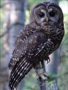 Spotted Owl photo by USFWS- Pacific Region