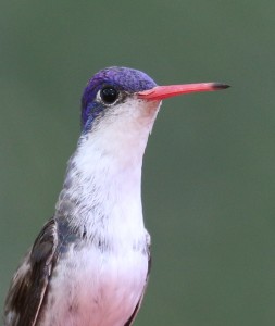Violet-crowned Hummingbird by Isaac Sanchez