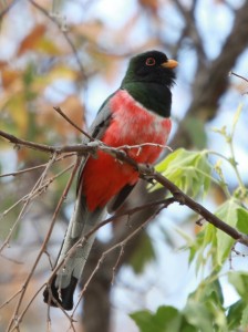 Elegant Trogon in Corral Canyon Patagonia Mountains by Laurens Halsey May 2014
