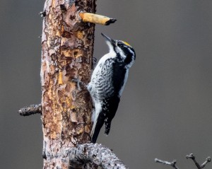 American Three-toed Woodpecker by Ron Knight