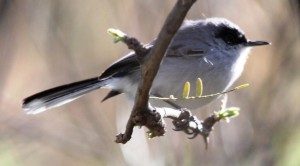 Black-capped Gnatcatcher by Dominic Sherony