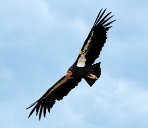 California condor by Don Graham