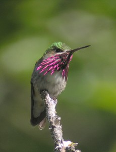 Calliope hummingbird by Len Blumin