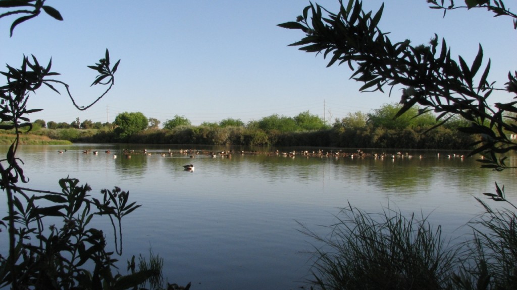 Gilbert Riparian Preserve