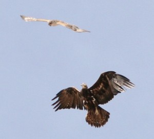Golden Eagle + Ferruginous Hawk by Kenny Wilkins