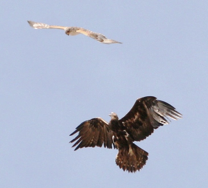 Golden Eagle + Ferruginous Hawk by Kenny Wilkins