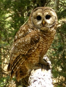 Mexican Spotted Owl