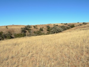 San Rafael grasslands