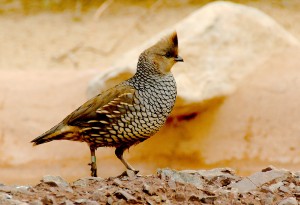 Scaled Quail by Josh More