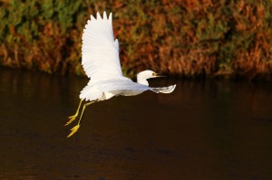 Snowy Egret by Don McCullough