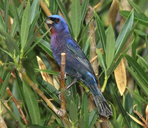 Varied Bunting by Alan Schmierer