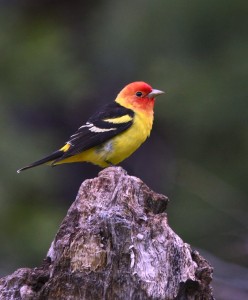 Western Tanager by Teddy Llovet