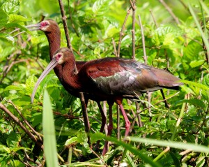White-faced Ibis by Michael McCarthy