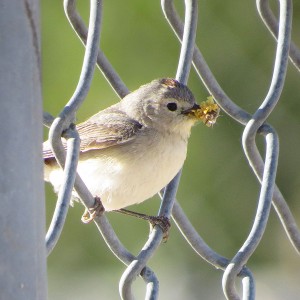 Lucy's Warbler by Don Faulkner