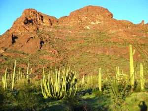 Alamo Canyon in Organ Pipe NM by Matt Griffiths