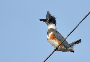 Belted Kingfisher by Frank Lospalluto