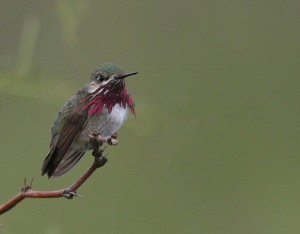 Calliope hummingbird by Gregory Smith