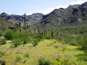 Organ Pipe NM by Matt Griffiths