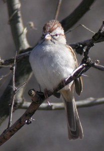 Rufous-winged Sparrow by Len Blumin