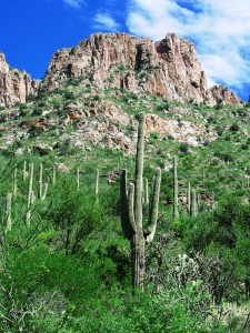 Sabino Canyon by Roger Smith