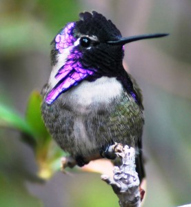 Costa's Hummingbird by Desert Vu