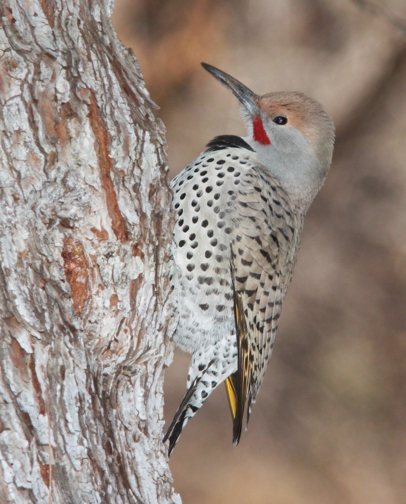 Salt and Verde Riparian Ecosystem IBA - Arizona Important Bird Areas ...