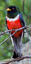 Elegant Trogon