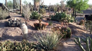 Maricopa Burrowing Owl Haven