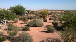 Maricopa Burrowing Owl Haven 4