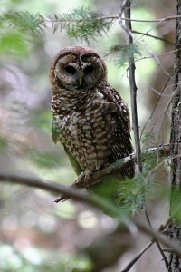 Mexican Spotted Owl by Bruce Matsunaga