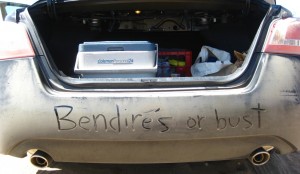 Bendire's or Bust! by Matt Griffiths