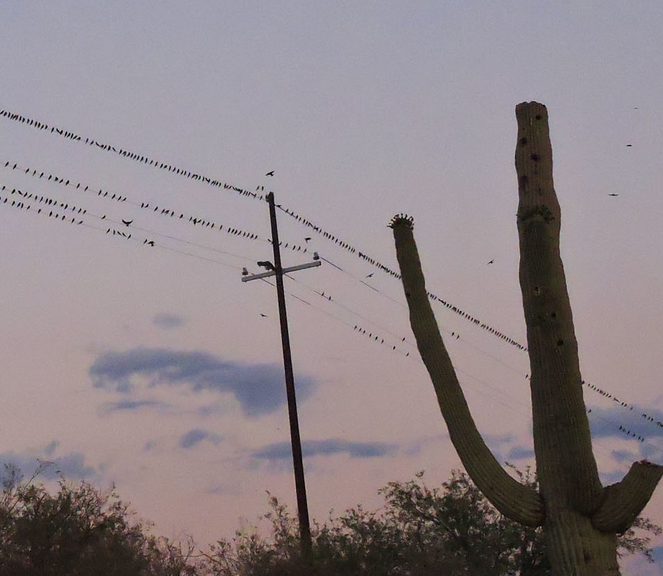 Purple Martins on Wire and Saguaro by David Bygott