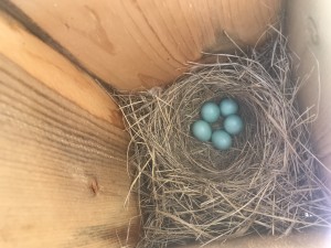 Azure bluebird nest. Photo by Olya Phillips