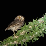 Elf Owl by Bryant Olsen