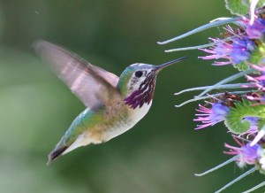 Calliope Hummingbird by Tom Benson