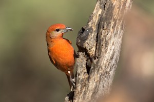 Hepatic tanager by Mick Thompson