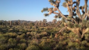 Joshua Tree IBA AZ