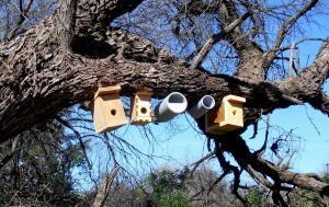 s Warbler Boxes Set up