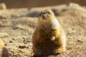 Black-tailed Prairie Dog by Henry McLin