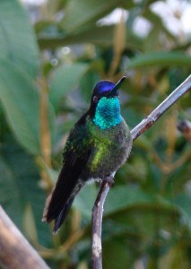Magnificent Hummingbird by Anita Gould