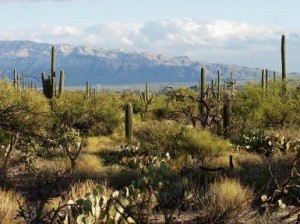 Rincon Mountains from Saguaro National Park by Megan McCormick