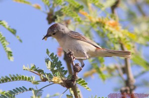 s Warbler by Henry McLin
