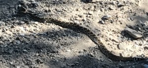 Western Diamondback Rattlesnake by Olya Phillips